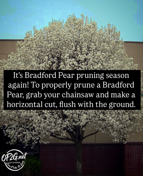 Bradford Pear Pruning